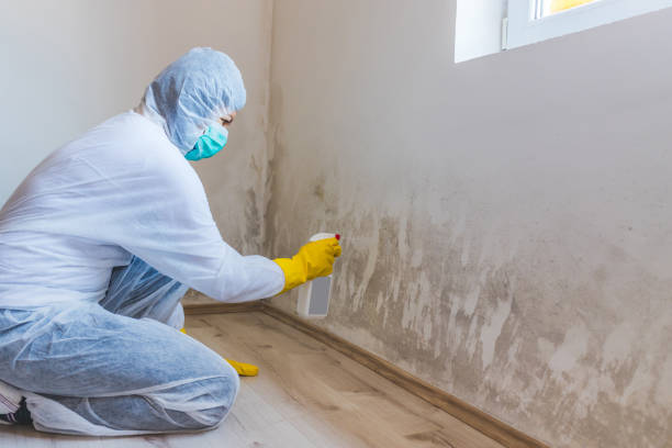 Licensed Mold Cleanup service in Herndon, VA - WQB Mold Removal